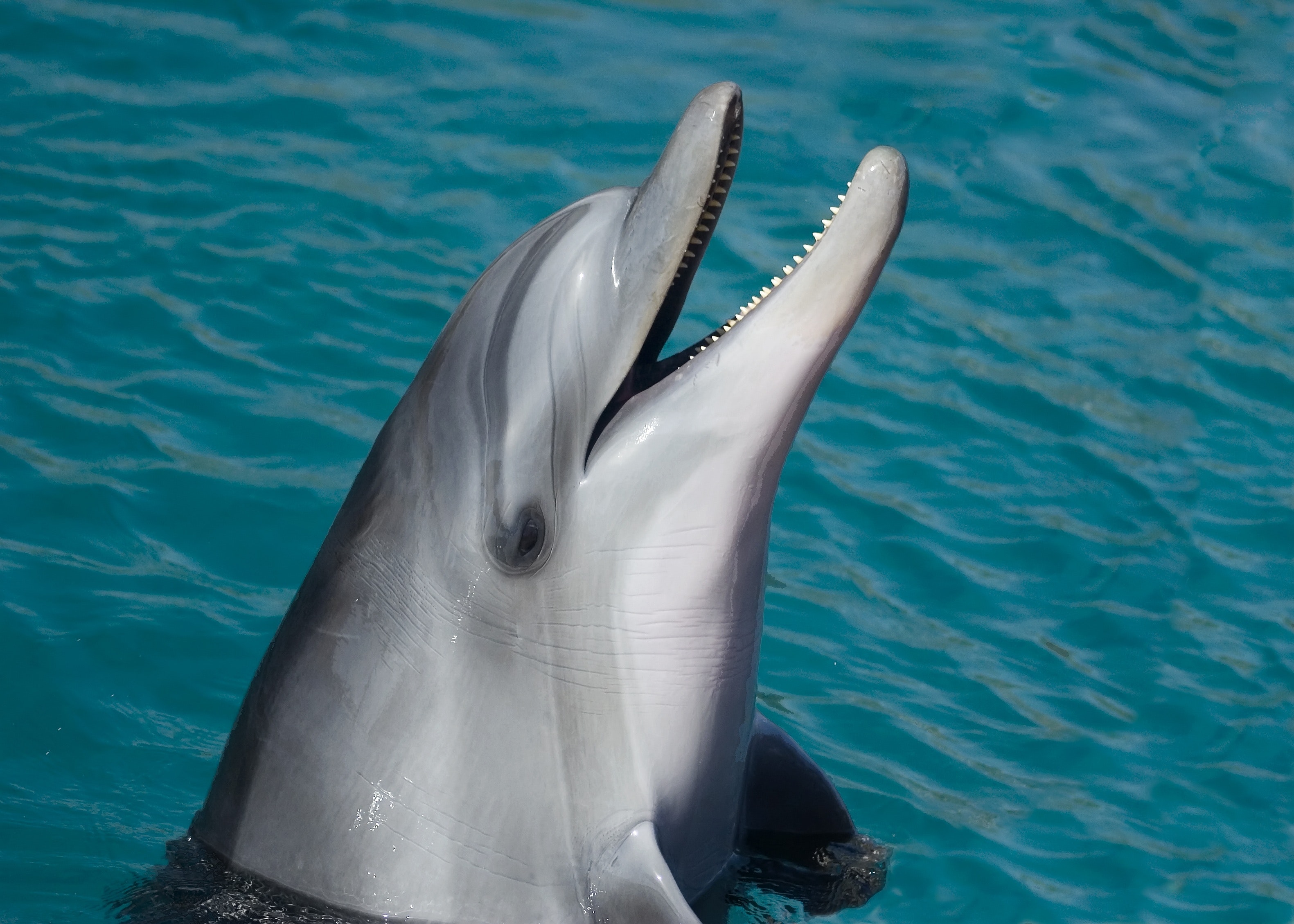 animal-dolphin-salt-water-33222